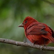 Summer Tanager, South Padre Island, Texas
